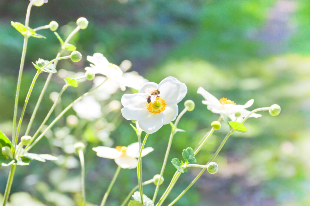 白い秋明菊（シュウメイギク）の花