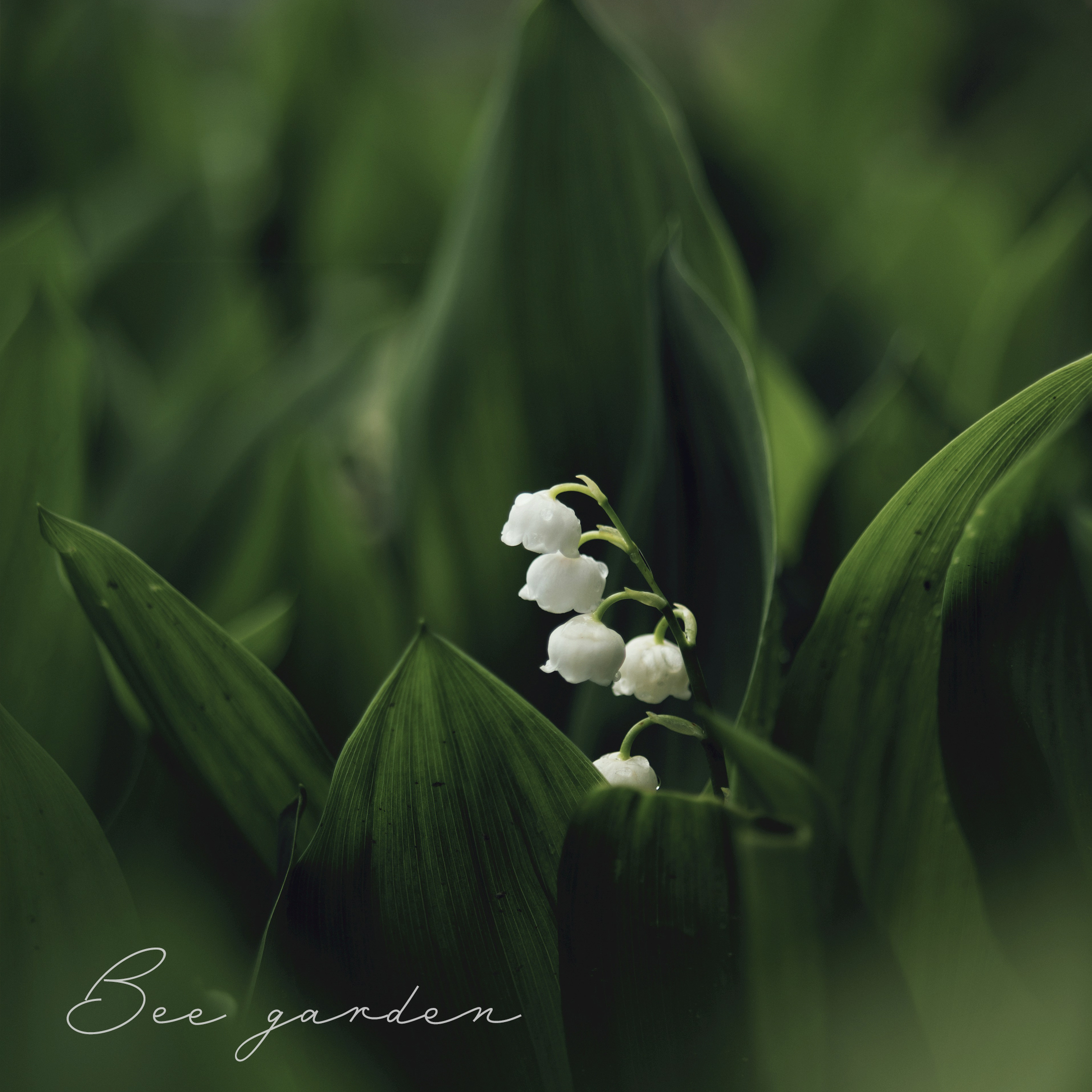 muguet2.jpg