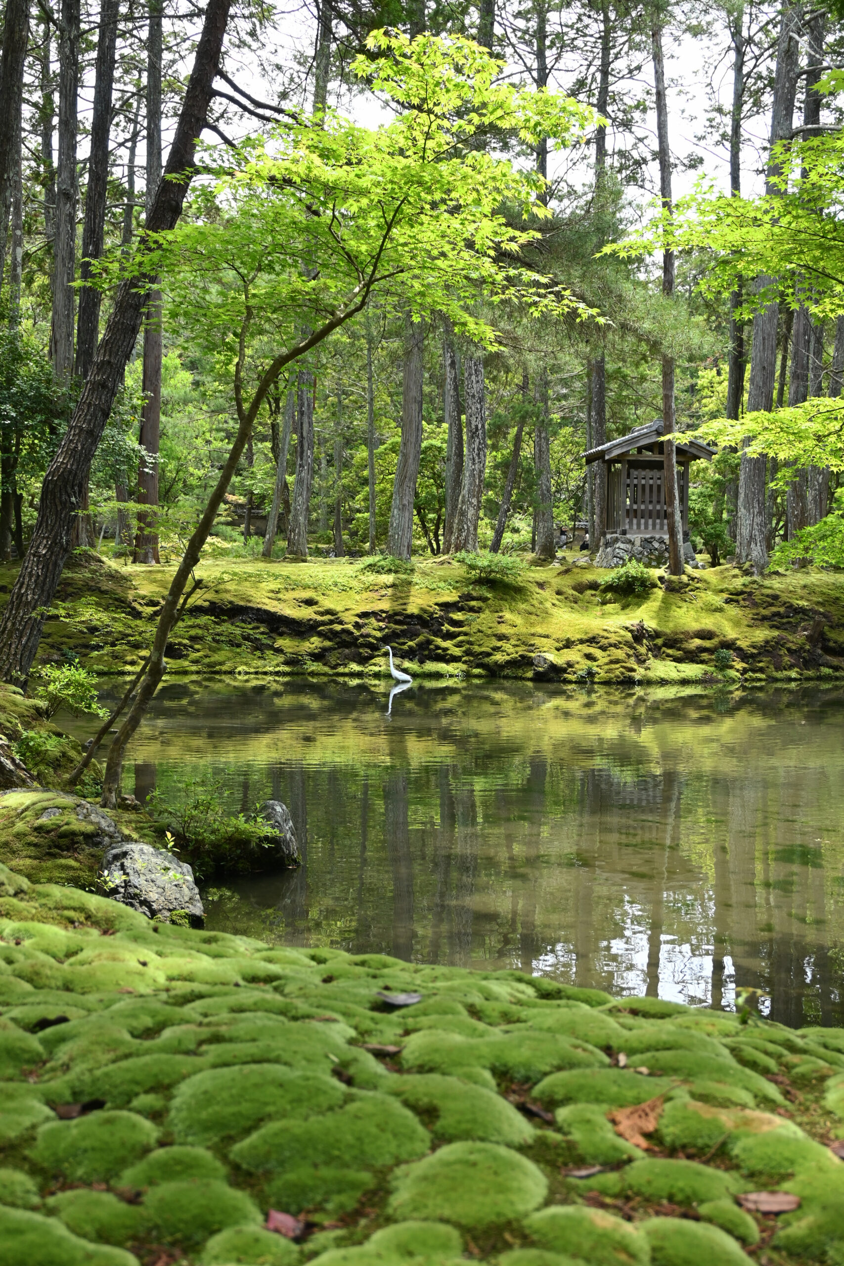 庭探訪｜西芳寺・苔寺 | Bee GARDEN