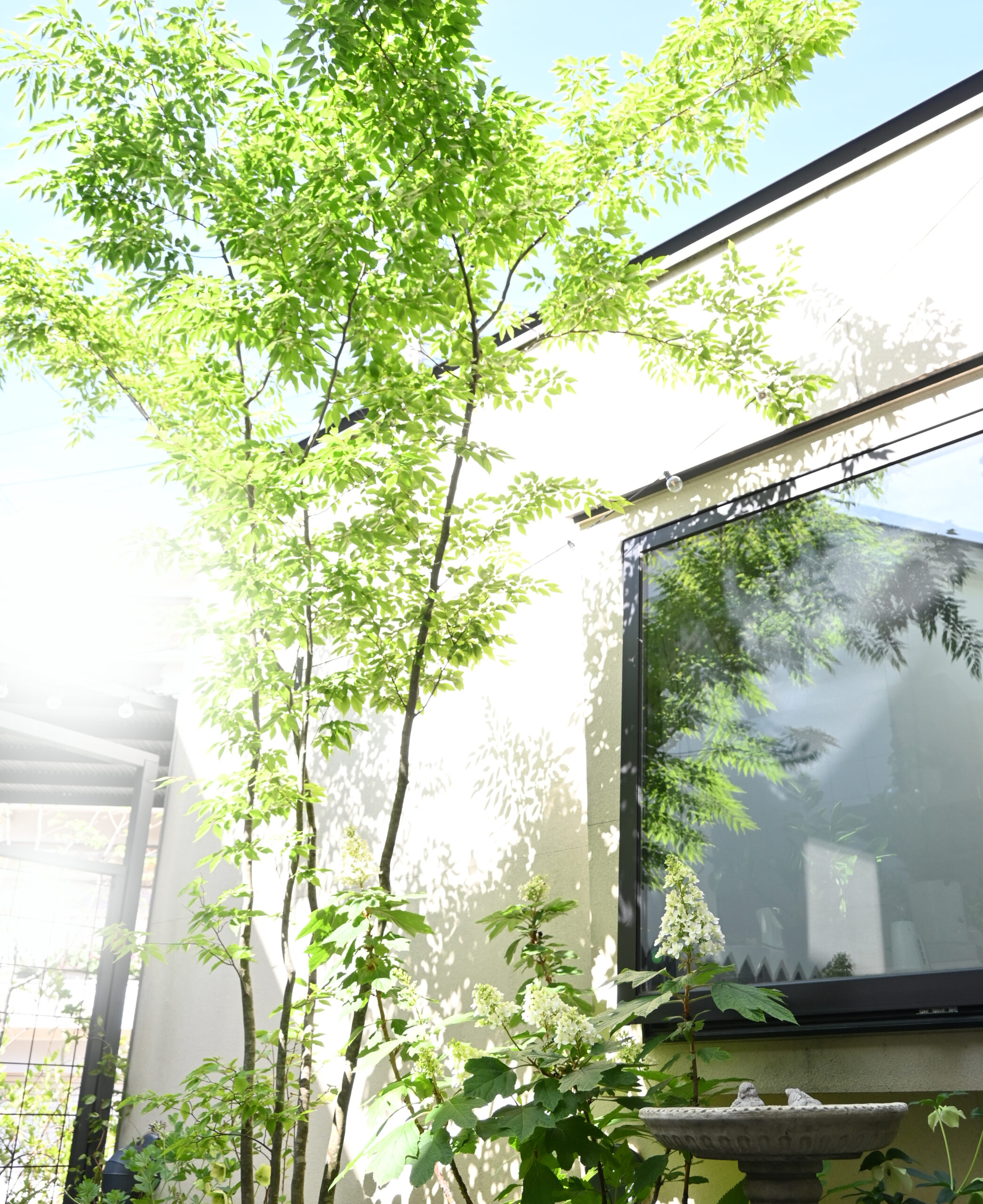 70 山採り　アカシデ hq720.jpg?sqp=-